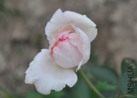QQͼƬ20150328093736.jpg