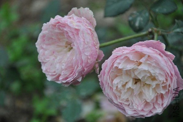 DSC_0797.jpg