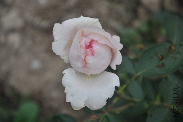 DSC_0557.jpg