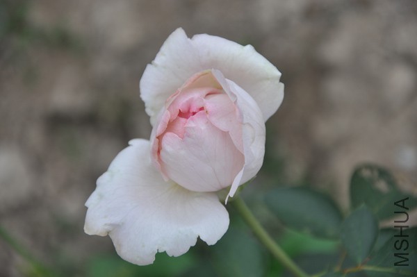 DSC_0527.jpg