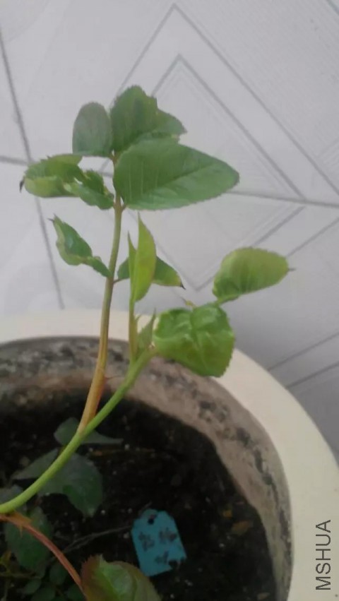 ���쿴����Ϊ���������췢���ǻ���