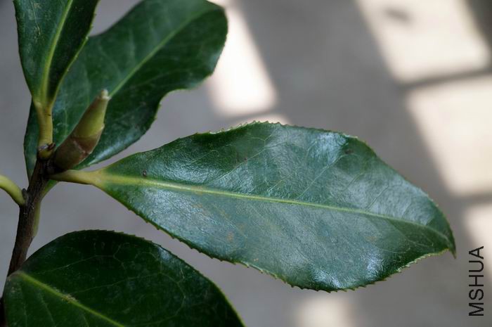 ������С �����ع� DSC04286.JPG