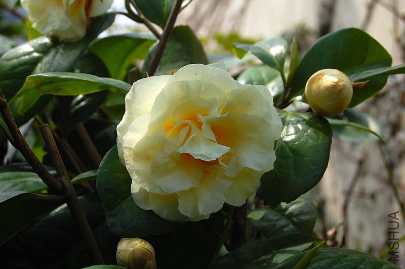 DSC_02100210.JPG