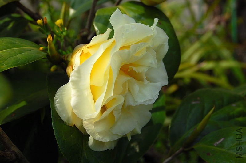 DSC_02010201.JPG