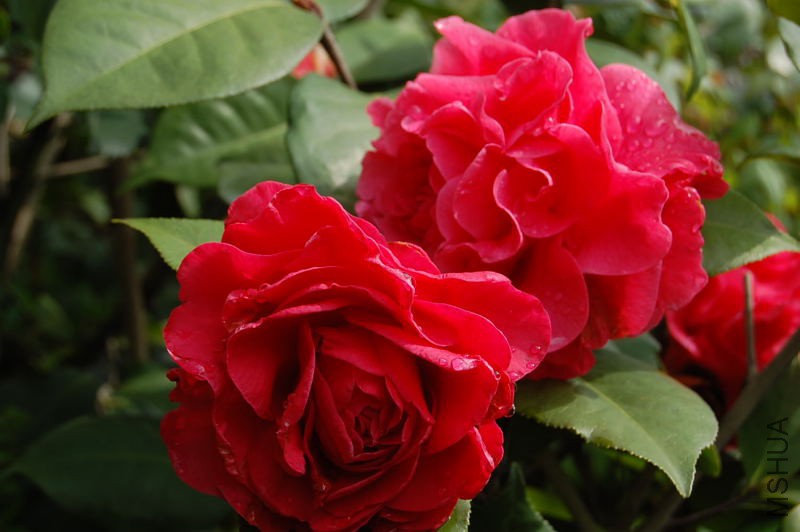 DSC_00010001.JPG