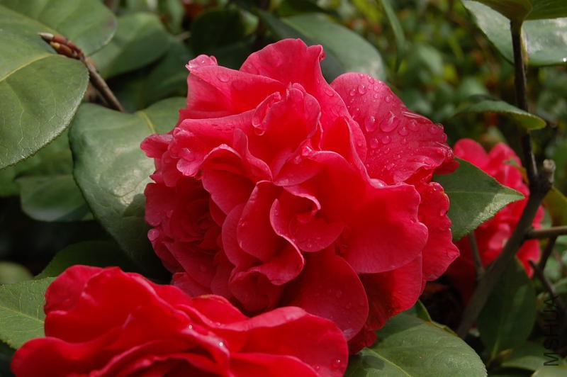 DSC_00060006.JPG