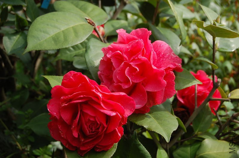 DSC_00040004.JPG