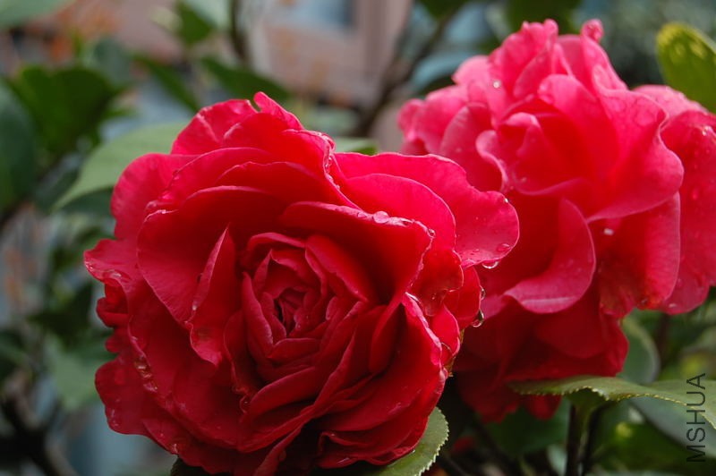 DSC_00160016.JPG