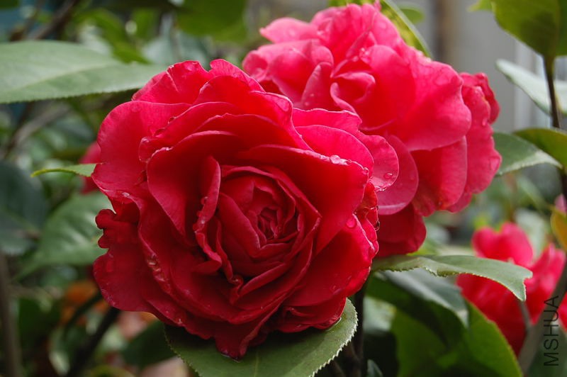 DSC_00150015.JPG