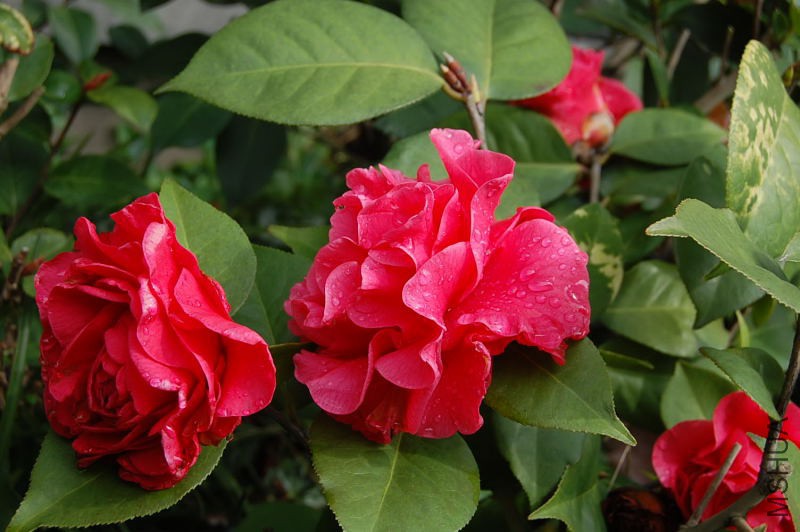 DSC_00210021.JPG
