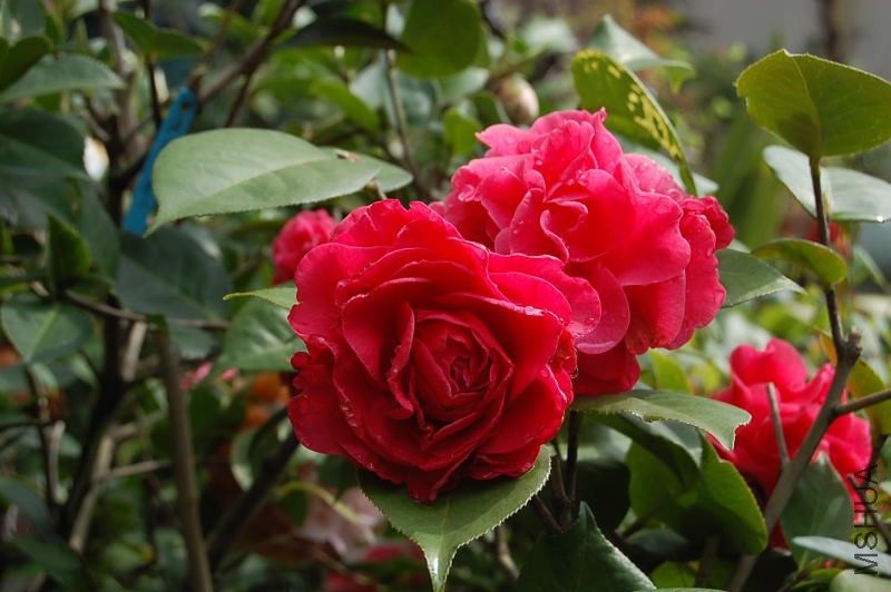 DSC_00100010.JPG