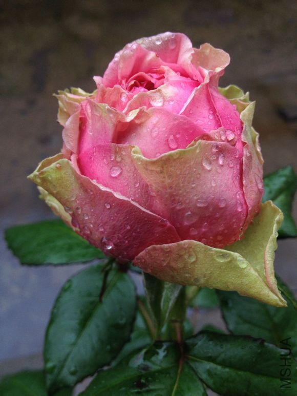 89ef4ed8bc3eb1351350af4ba41ea8d3ff1f448b.jpg