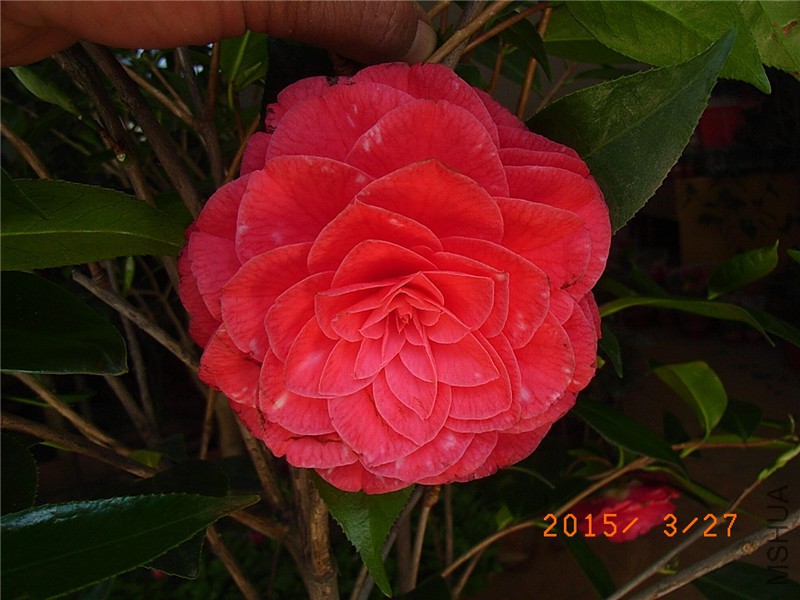 RIMG0270.JPG