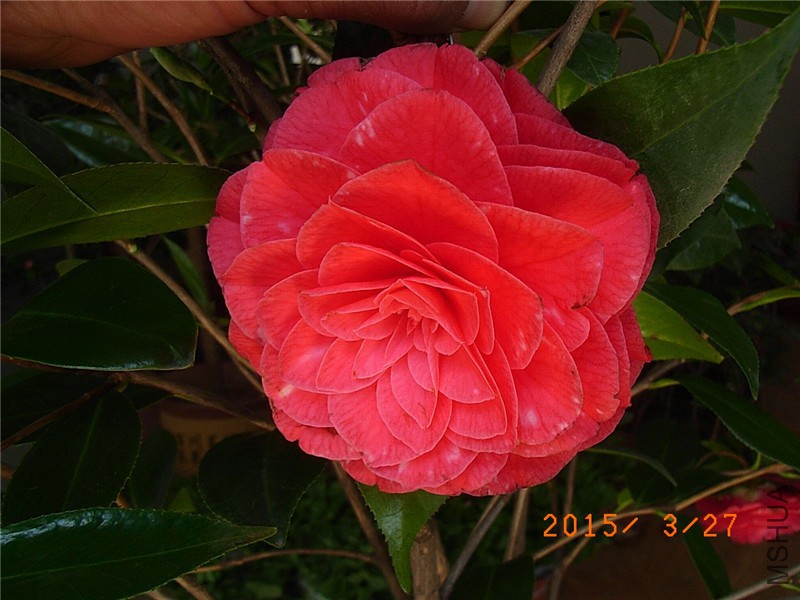 RIMG0271.JPG