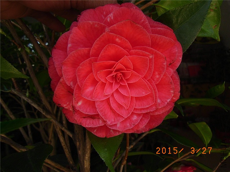 RIMG0272.JPG