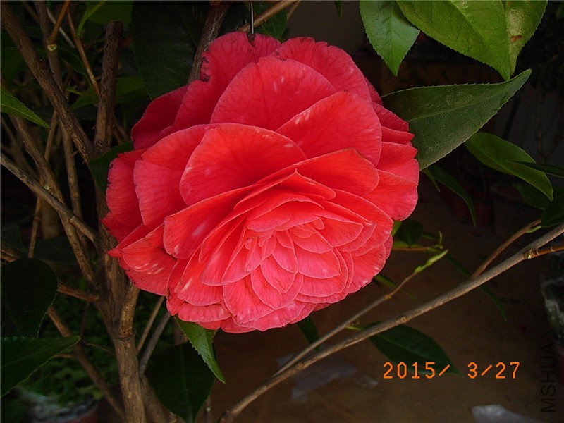 RIMG0273.JPG