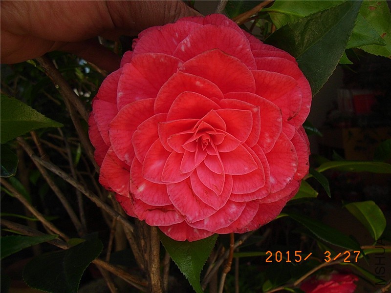 RIMG0274.JPG