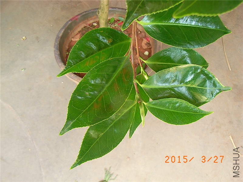 RIMG0275.JPG