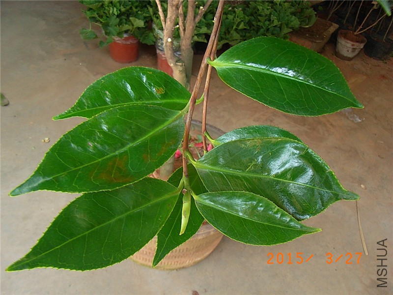 RIMG0278.JPG