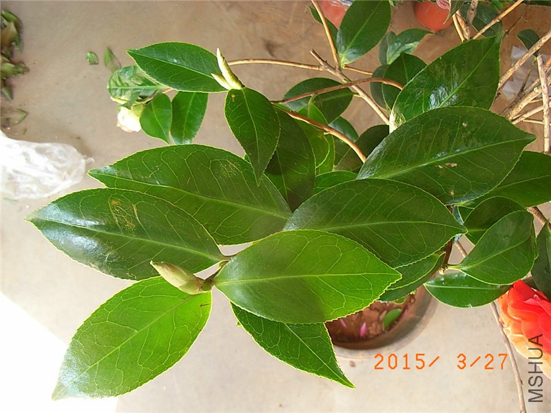 RIMG0276.JPG