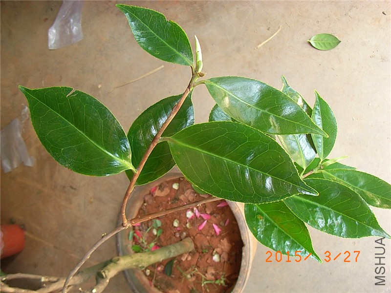 RIMG0279.JPG