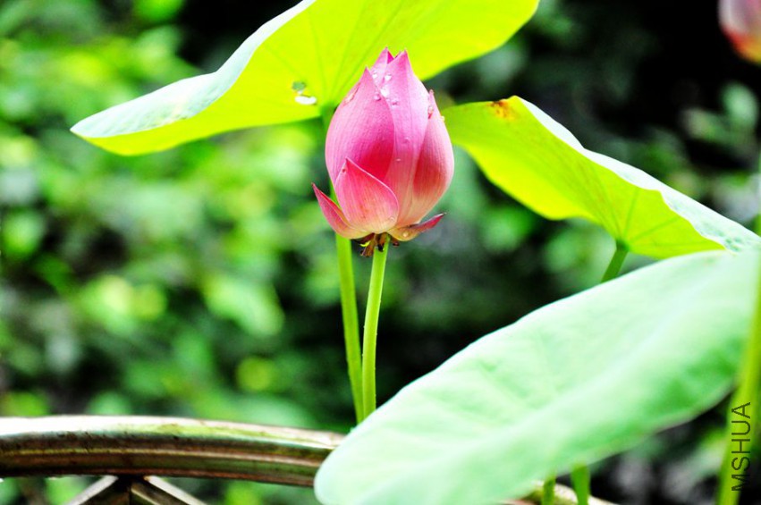 ��ˮ�����ճ��� ����.jpg