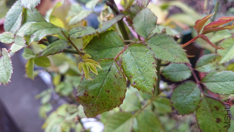 DSC_0015_����.jpg