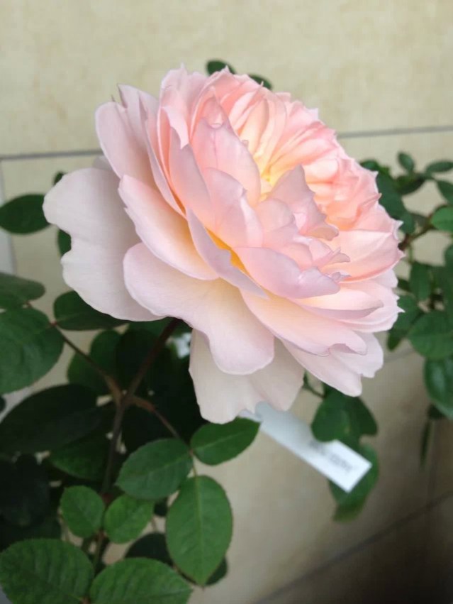 ���ʵĺ���