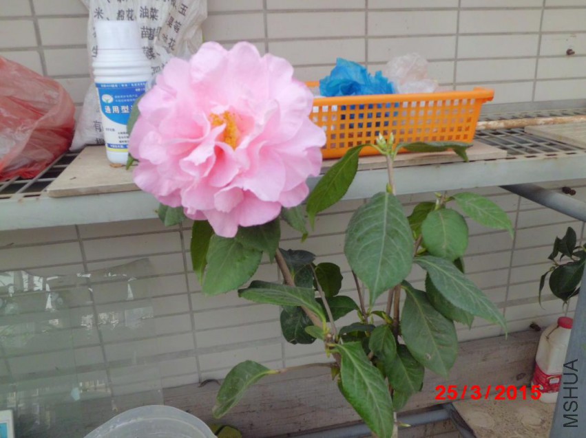 CIMG5795.JPG