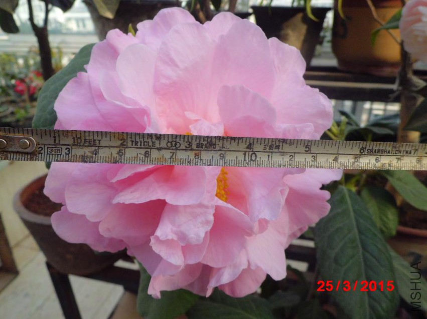 CIMG5800.JPG