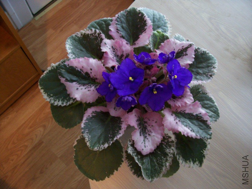 000_6160.JPG