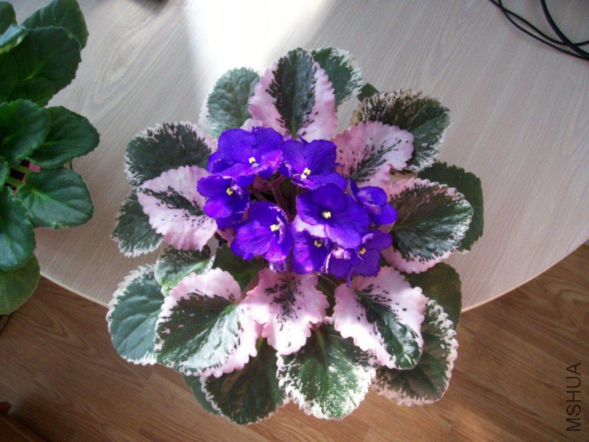 000_6180.JPG