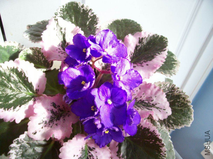 000_6183.JPG