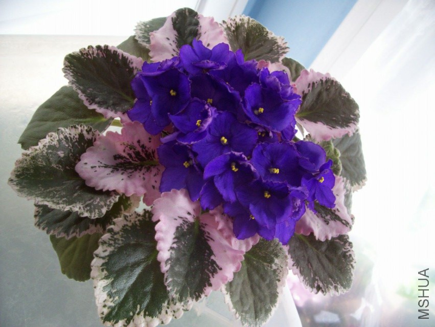 000_6240.JPG