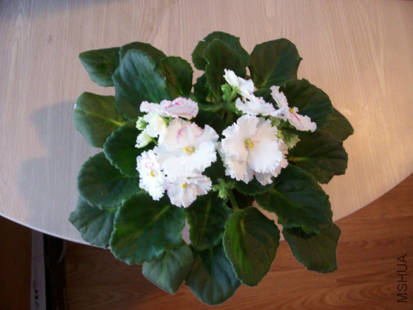 000_6204.JPG