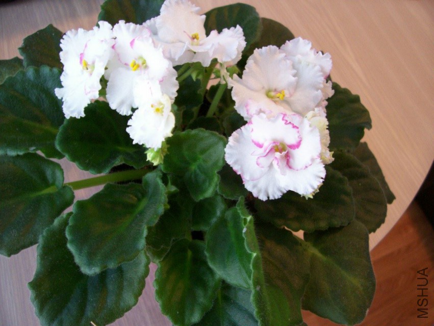 000_6208.JPG