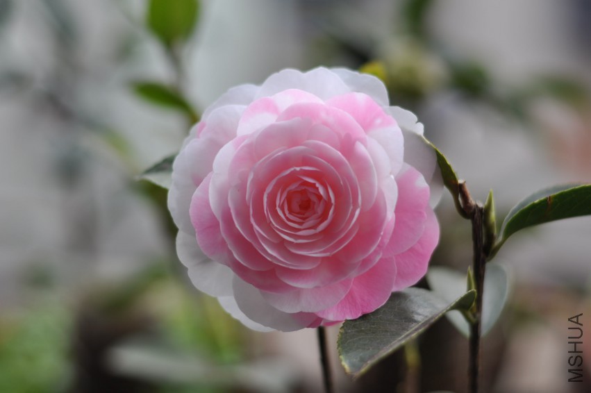 ���غ�˹ (16).JPG