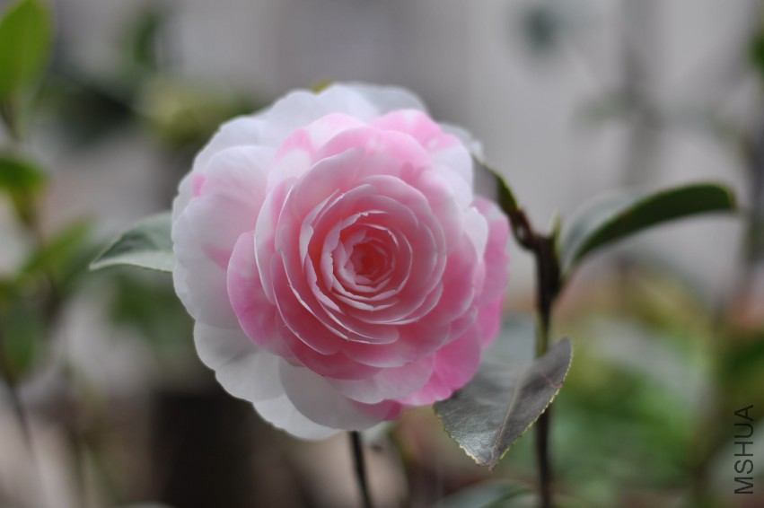 ���غ�˹ (17).JPG