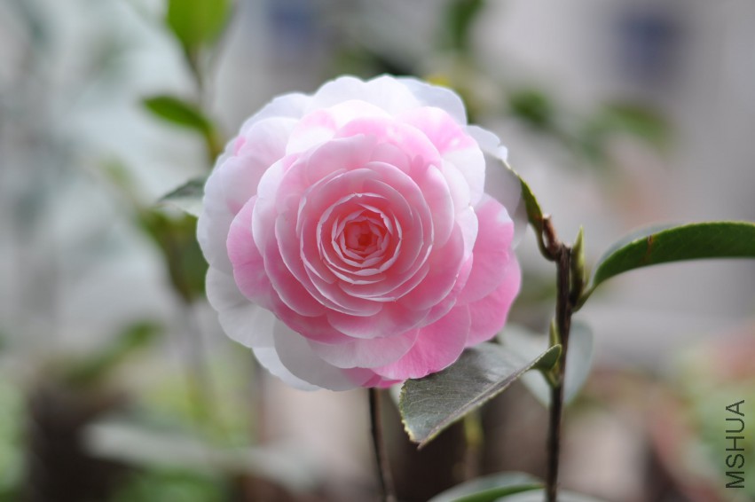 ���غ�˹ (19).JPG