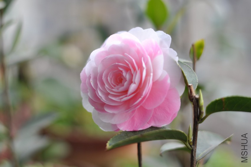 ���غ�˹ (20).JPG
