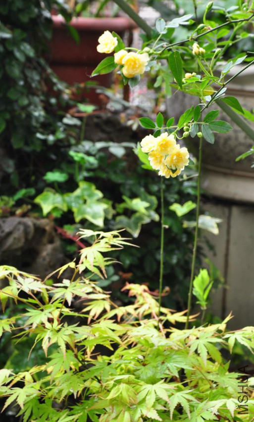 DSC_0026.JPG