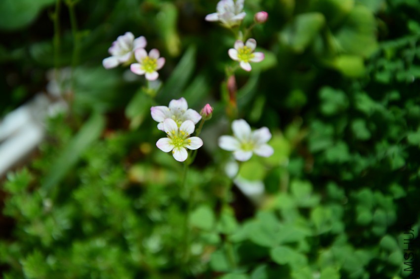 DSC_1650.jpg