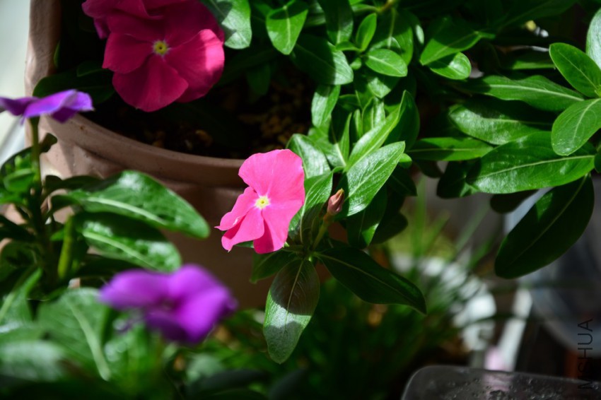 DSC_1655.jpg