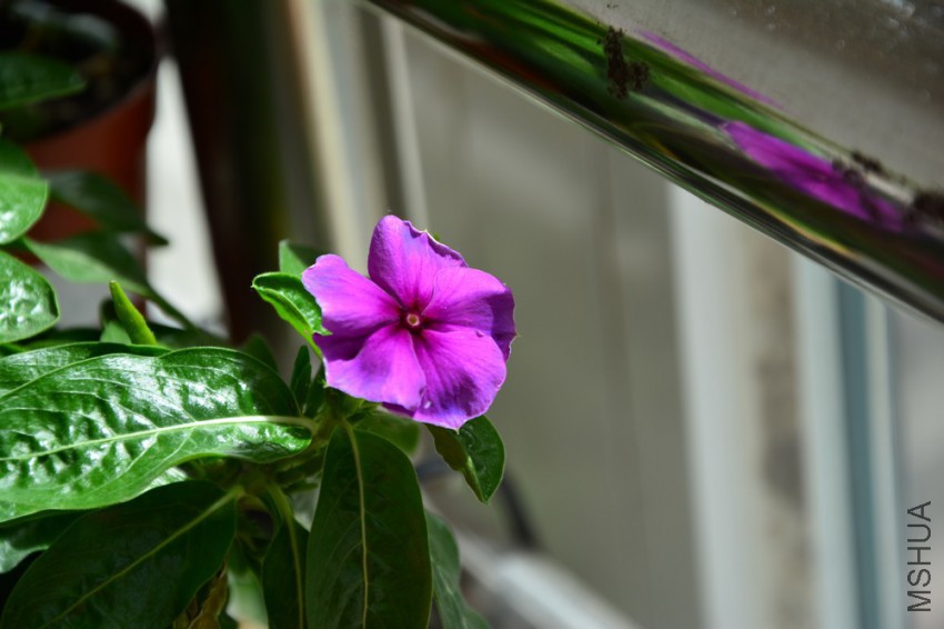DSC_1657.jpg