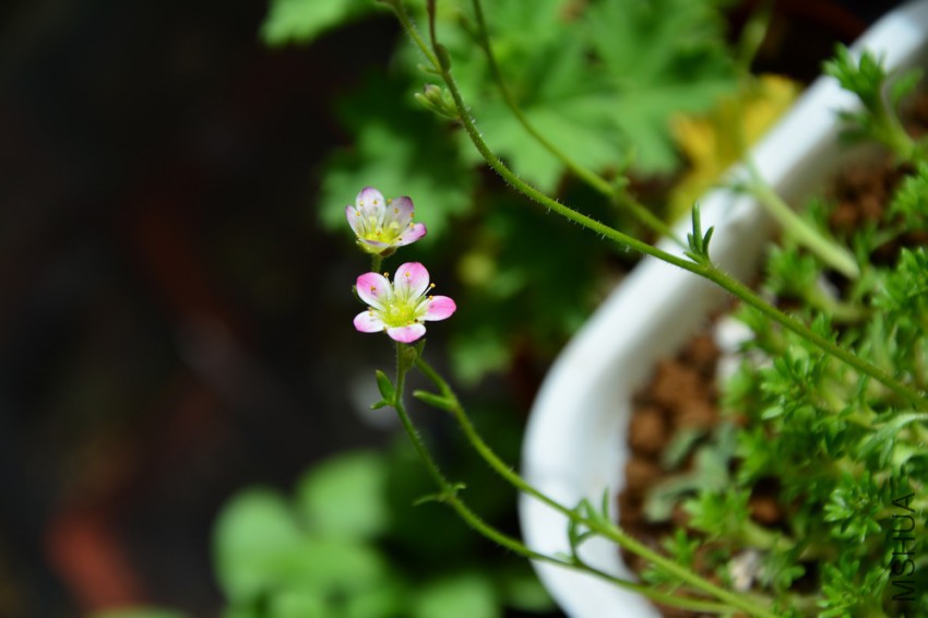 DSC_1659.jpg