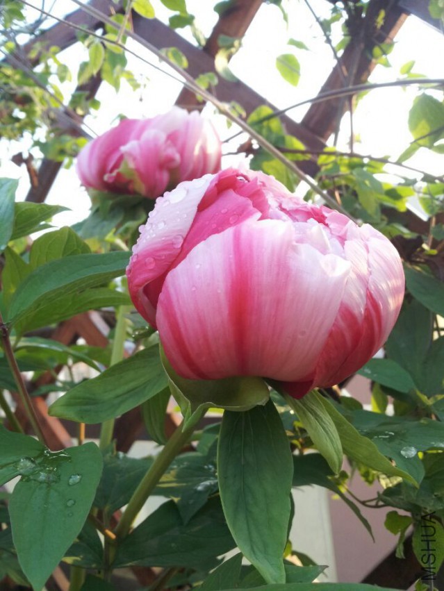 QQͼƬ20150329202837.jpg