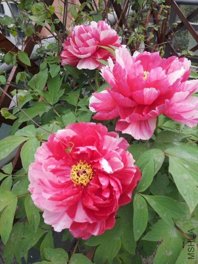 QQͼƬ20150329202850.jpg