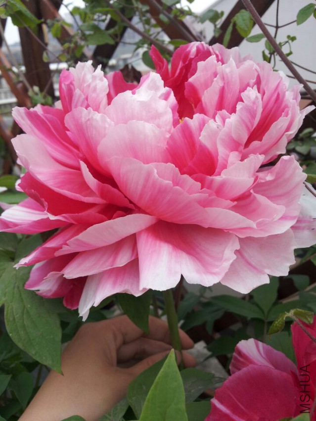 QQͼƬ20150329202842.jpg