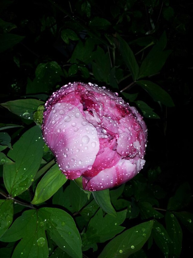 QQͼƬ20150329202918.jpg