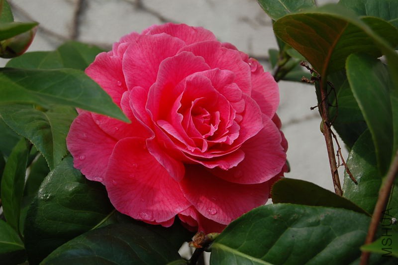 DSC_01830183.JPG